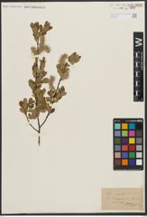 Foto von Salix aurita L.
